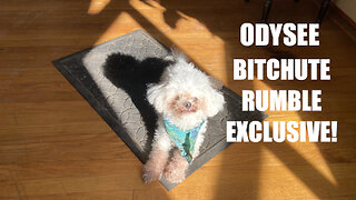Rumble/Odysee/Bitchute Exclusive Hot Take News Blast! May 8th 2025
