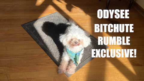 Rumble/Odysee/Bitchute Exclusive Hot Take News Blast! May 8th 2025