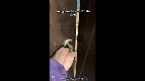When Pets Have ZERO Chill!