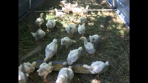 A chick Coming out