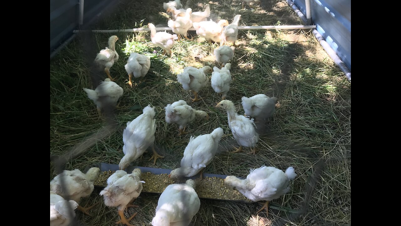 A chick Coming out
