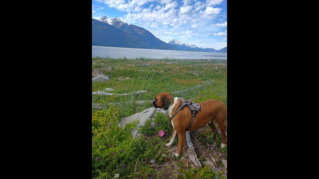 DOG Beach