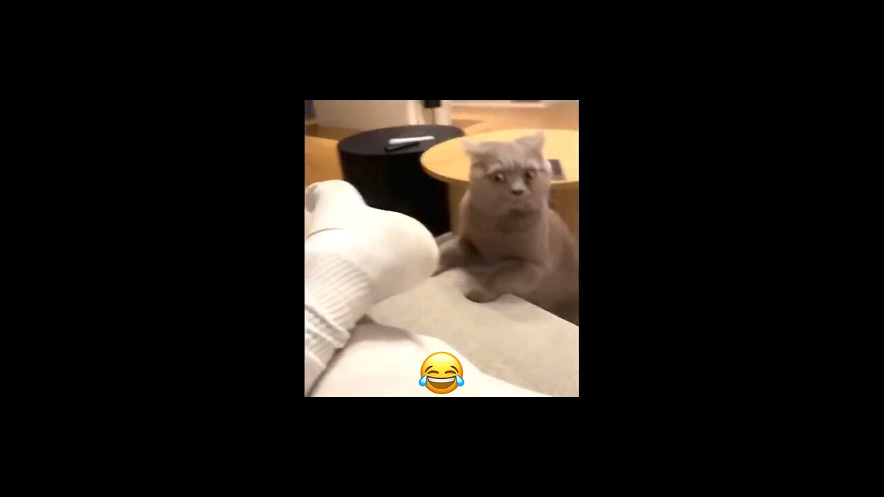 Cat is about to Faint
