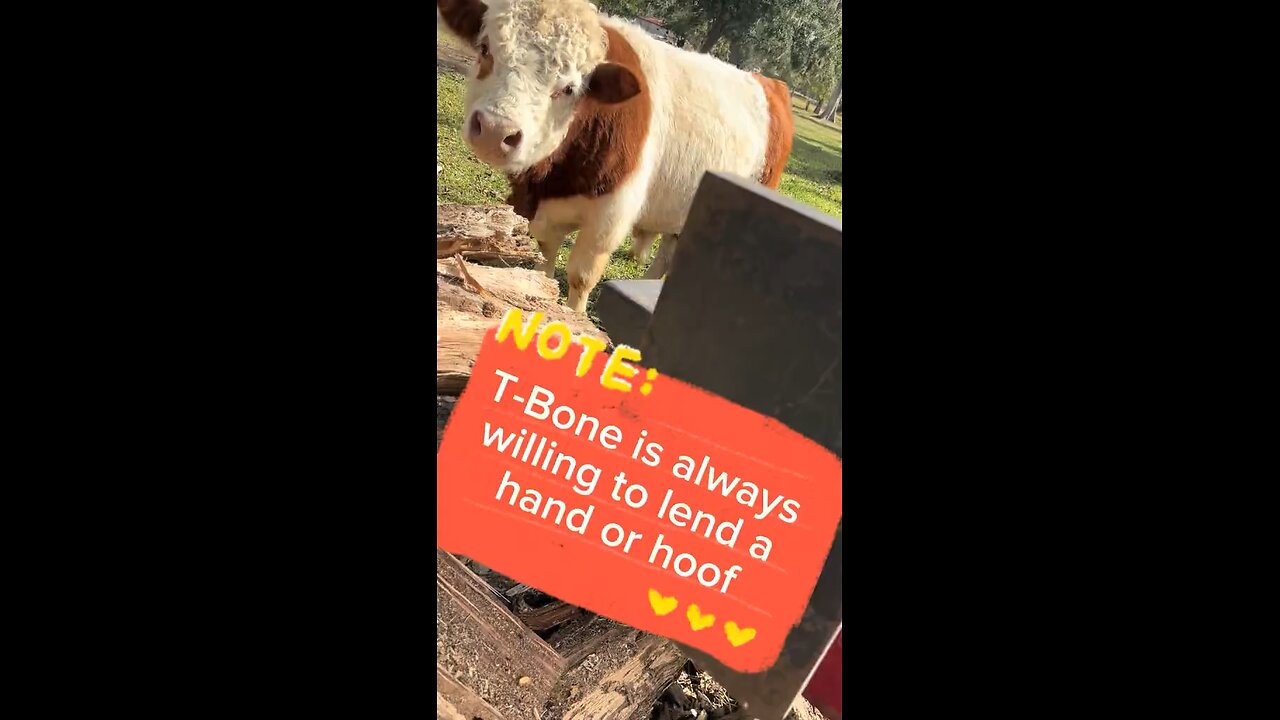 T-Bone the mini bull is always willing to lend a helping hand or hoof.