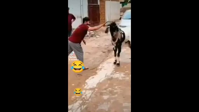 GOAT WITH A ATTITUDE