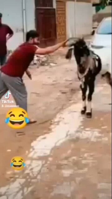 GOAT WITH A ATTITUDE