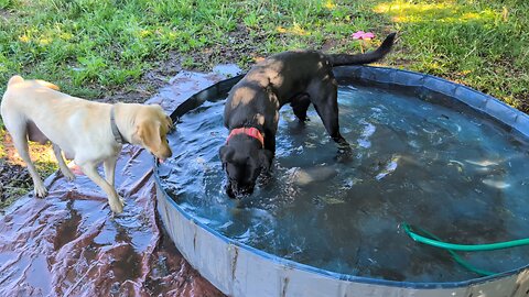 happy doggos