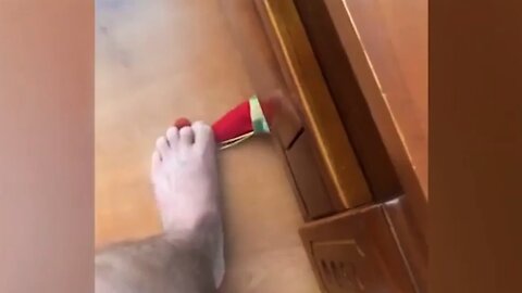 funny cat videos moment