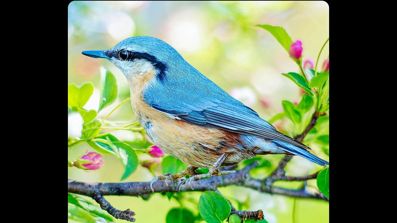 A new 🆕 Bird