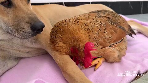 The rooster 🐓