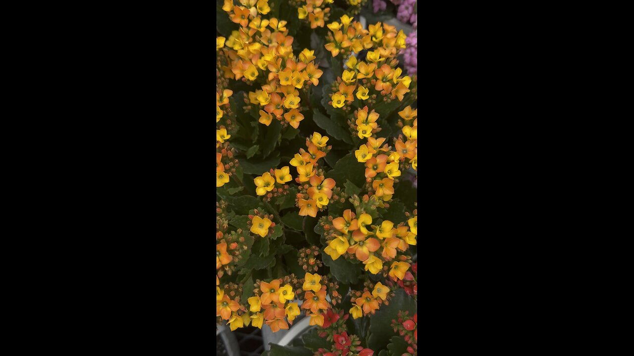 Beautiful flowers