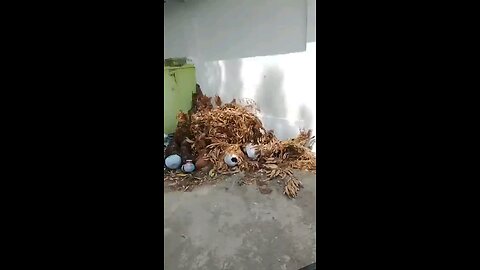 tamil video song