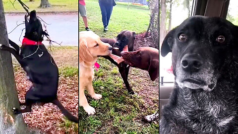 If you need happiness, you definitely want a dog🐶😁
