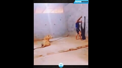 super funny animal