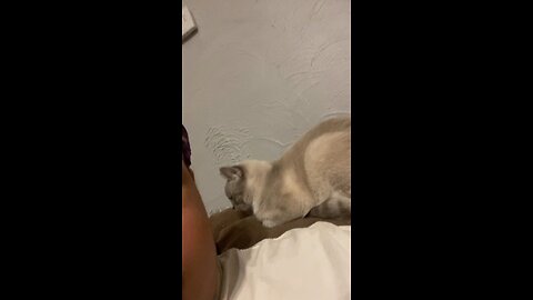 I really mess with this cat daily😂