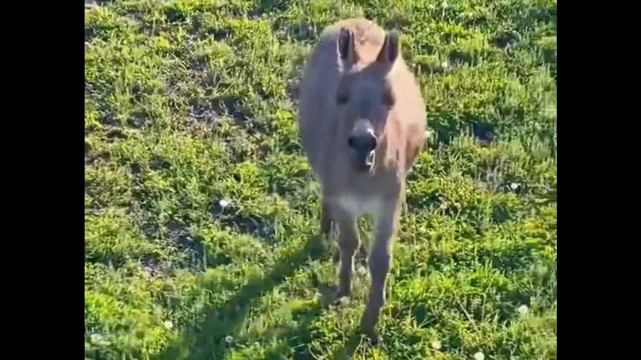 Donkeys Are Crazy