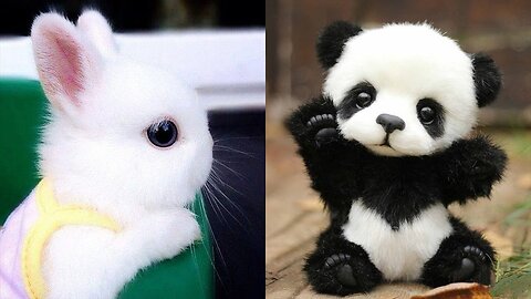 Cute baby animals Videos Compilation cute moment of the animals - Cutest Animals #01