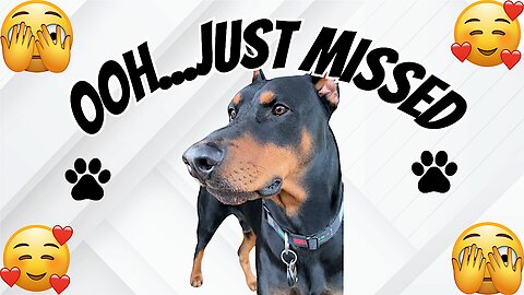 Doberman Barely Misses The Important Parts