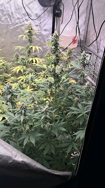 grape ape and northern lights grow