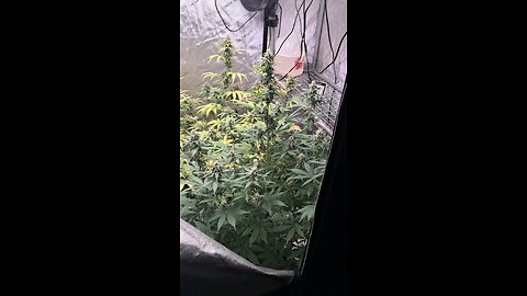 grape ape and northern lights grow