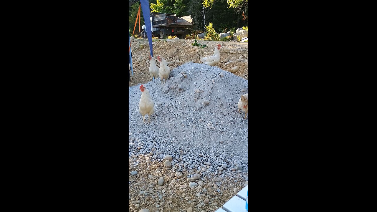 They're working girls