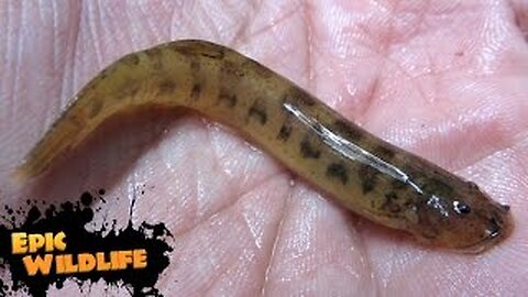 15 Extremely Dangerous Fish