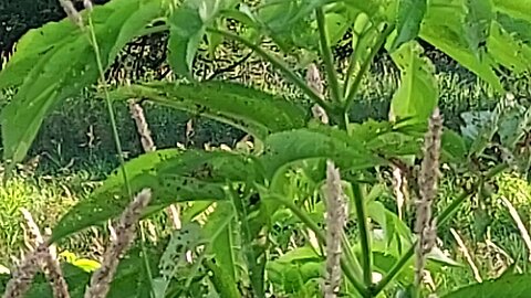 large bug 2of2