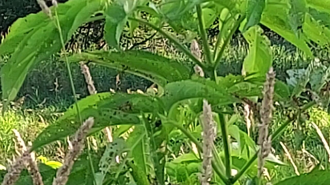 large bug 2of2