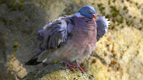 Common Wood Pigeon Taking It Easy, Sunbathing an a Rock