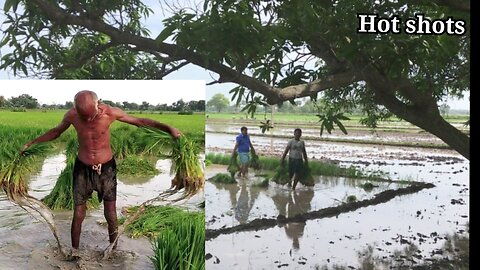 Planting rice plants in the mud field