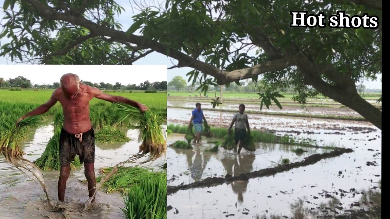 Planting rice plants in the mud field