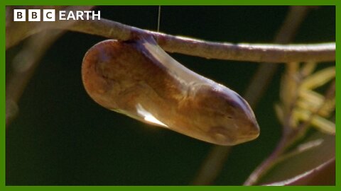 Chameleon Gives Birth to Live Babies in the Branches | BBC Earth