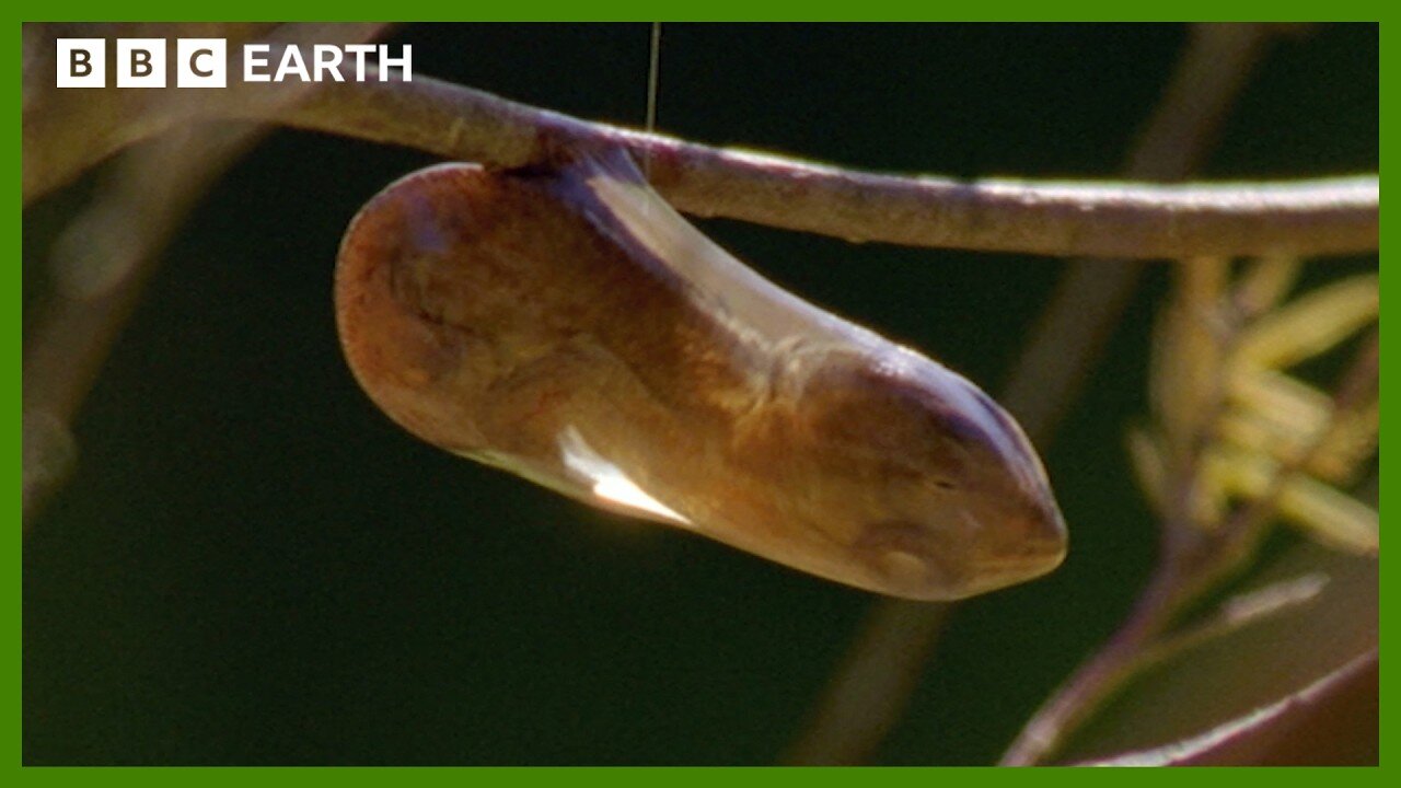 Chameleon Gives Birth to Live Babies in the Branches | BBC Earth
