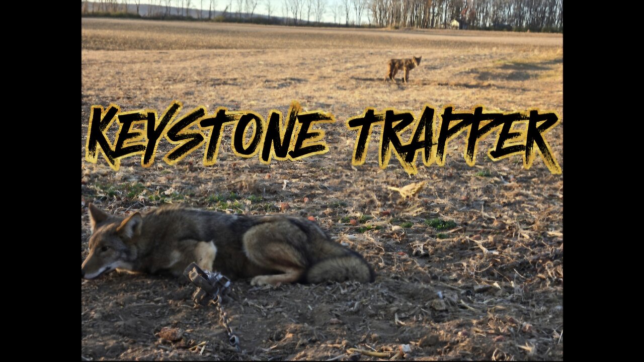 MY BEST DAY EVER!! 6 COYOTES, 3 BOBCATS AND 2 FOX