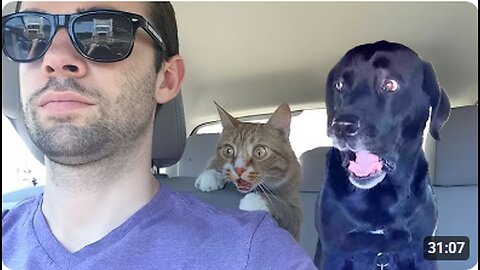 Over Dramatic Animals Who Deserve An Oscar