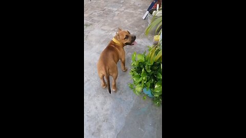 American Bull dog xl