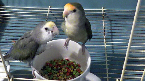 IECV PBV #130 - 👀 Daisy Kiwi And Pearl All Eating Some Seeds This Morning 🐤2-1-2021
