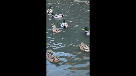 Mallard Ducks 🦆 #mallardducks #ducks #duck #followme #shorts #viral #swimming