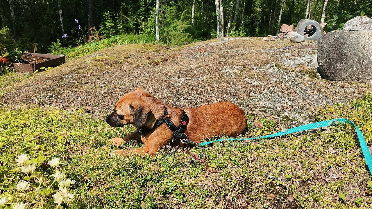 Taking the dog out | Stream | Live