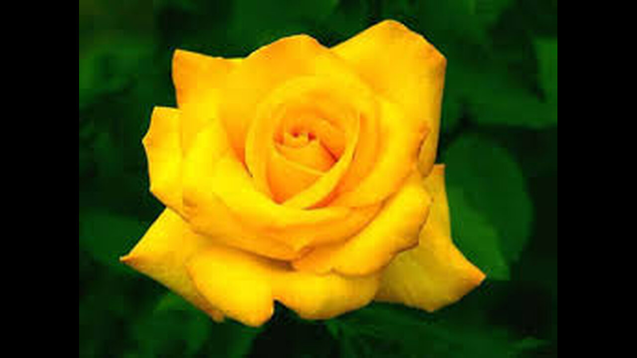 Rosas para ti mi amor