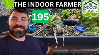 The Indoor Farmer ep 195, Aphids Outside, Ninja Mantis Inside & Lady Bugs Everywhere. Let's Grow