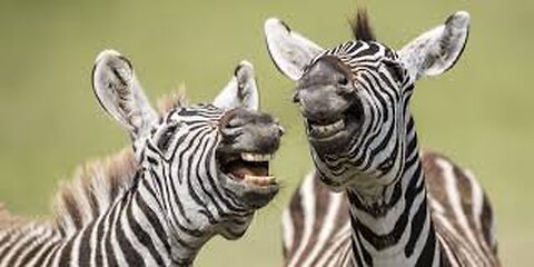 A selection of funny moments with animal #2