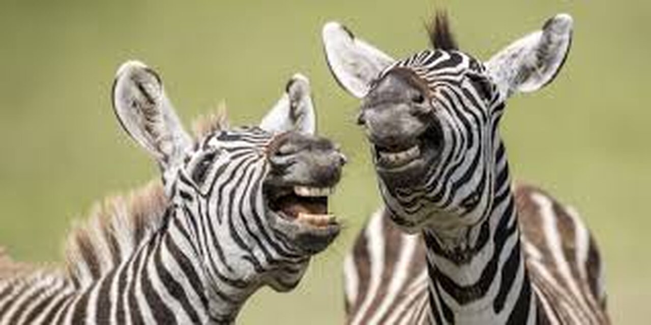 A selection of funny moments with animal #2