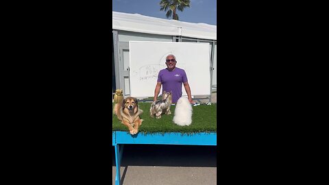 how to practice spirituality with our dogs