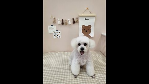 Singing dog (Dreamface AI)