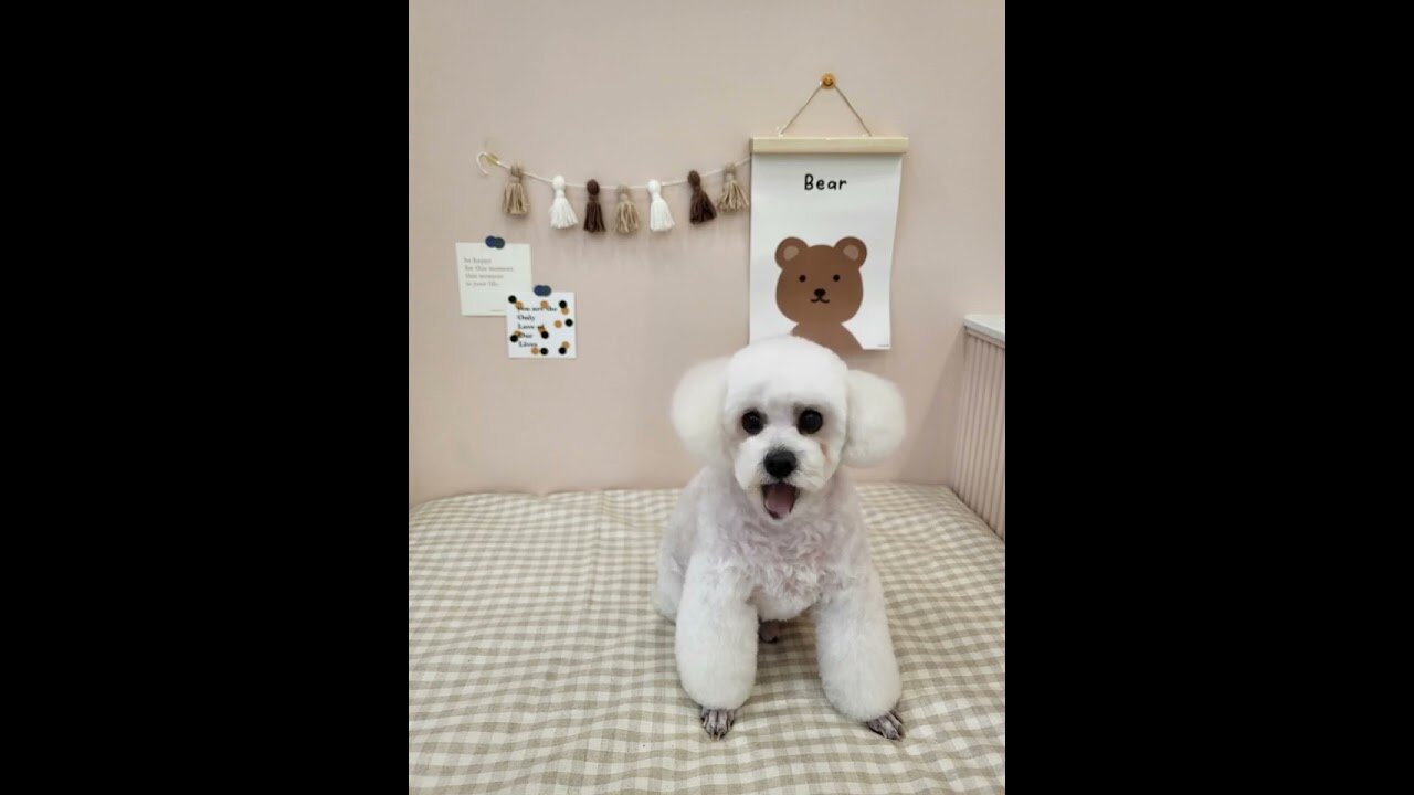 Singing dog (Dreamface AI)
