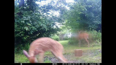 Deer Cam 07-17-2025 Fawns Playing Fawn Jumping Sideways Game Cam Trail Cam