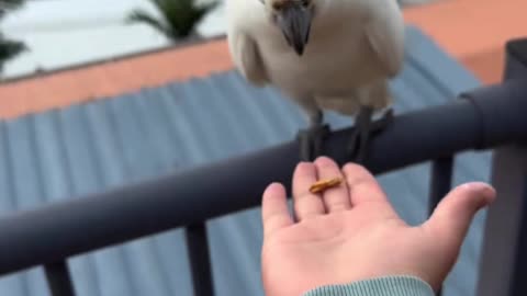 "Woman Feeds a Bird… Then an Entire Flock Shows Up!"