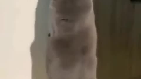 That Awkward Moment When the Cat Slips