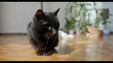 Pets new funny